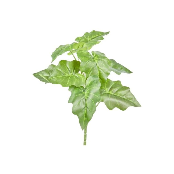 CIUFFO ALOCASIA MICHOLITZIAN X